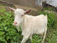 продаю козы без рог