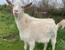 продаю козы без рог