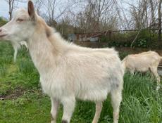 продаю козы без рог