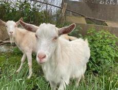 продаю козы без рог