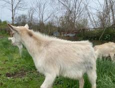 продаю козы без рог