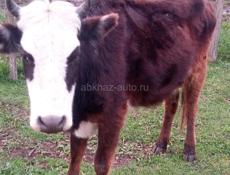 Продается телка