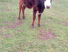 Продается телка