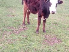 Продается телка