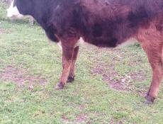 Продается телка