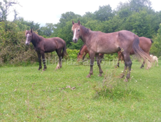 Тёлка Лошади Абщткуа