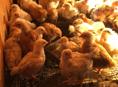 Продаю цыплят )