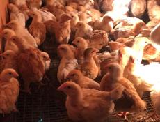 Продаю цыплят )