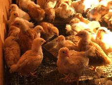 Продаю цыплят )