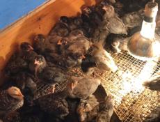 Продаю цыплят )