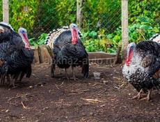 Домашние индюки! 