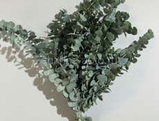 Эвкалипт круглый серебристый 