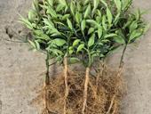 Саженцы кункавт