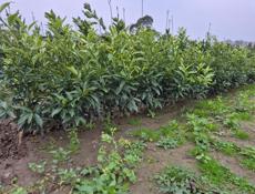 Саженцы кункавт