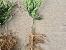 Саженцы кункавт