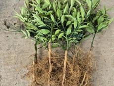 Саженцы кункавт