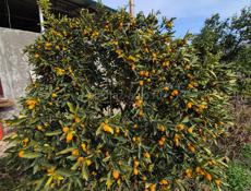 Саженцы кункавт