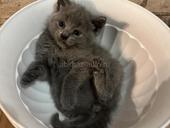 Продаю котенка британца! Писать в вацап !