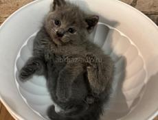 Продаю котенка британца! Писать в вацап !