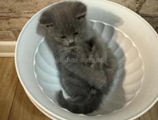 Продаю котенка британца! Писать в вацап !