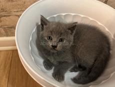 Продаю котенка британца! Писать в вацап !