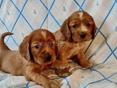 ЩЕНКИ СПАНИЕЛЯ