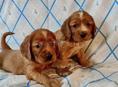 ЩЕНКИ СПАНИЕЛЯ