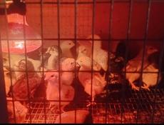 Продаю домашние куры. Также цыплята, разных возрастов.