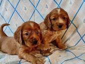 ПРОДАЮТСЯ ЩЕНКИ СПАНИЕЛЬ 