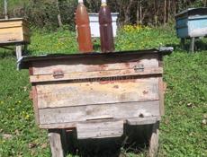 Продаем натуральный домашний мёд прямо с пасеки 🍯