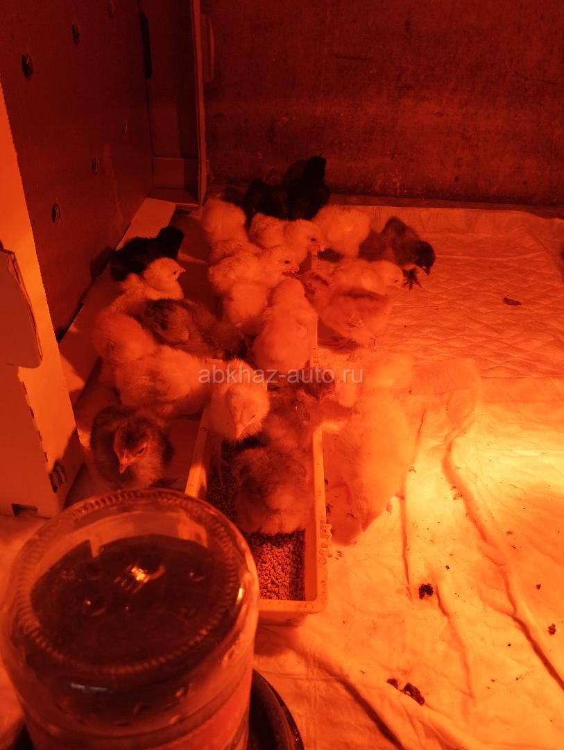 Цыплята недельные (9днеи)