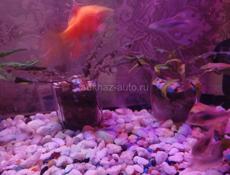 Огненный барбус