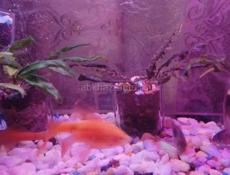 Огненный барбус