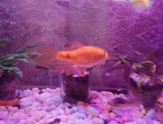 Огненный барбус