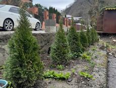 западные туи смарагд 