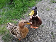 Кряква и селезень