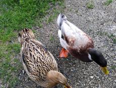 Кряква и селезень