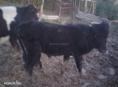 Продаётся бычок 10 месяцев