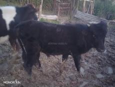 Продаётся бычок 10 месяцев