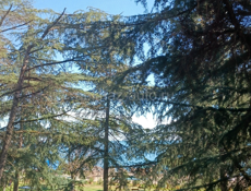 Сдам квартиру 3-х комн. На берегу моря  Лидзава Рыбзаводская 