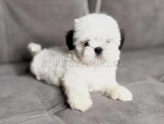 ПРОДАЮТСЯ ЩЕНКИ ШИ ТЦУ 