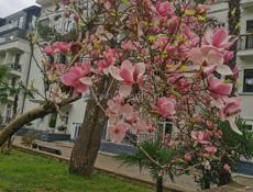 Администратор на шведскую линию