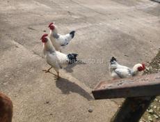 Молодые петухи