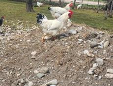 Молодые петухи