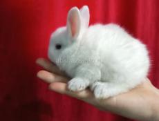 Карликовые кролики