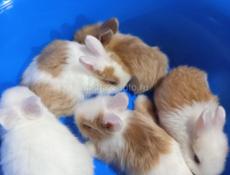 Карликовые кролики