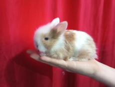 Карликовые кролики