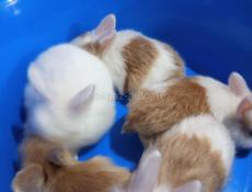 Карликовые кролики