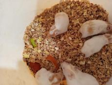 Шунгарские сирийские хомяки