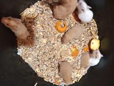 Шунгарские сирийские хомяки